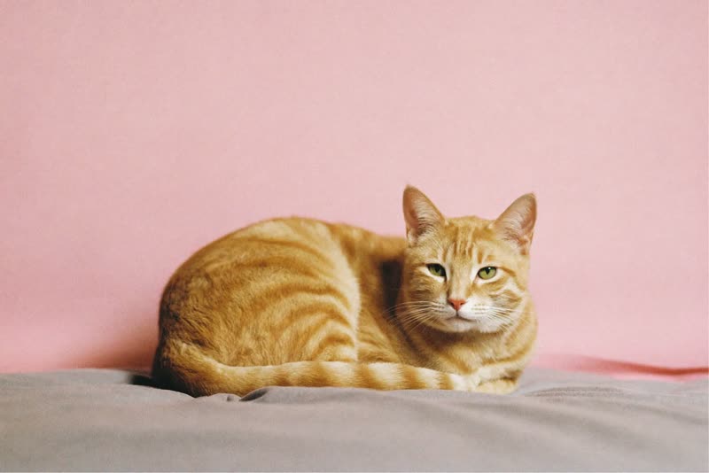 A ginger cat curled up on a blanket against a plain pastel backdrop