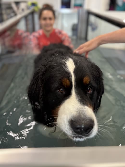 Bernese Mountain Dog walking in a hydrotherapy water treadmill, steadied by a member of staff