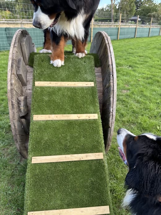 Bernese Mountain Dog standing on an artificial-grass ramp built from a wooden cable reel in the fenced play yard