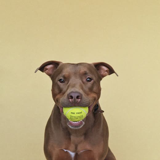 A dog holding a tennis ball against a plain pastel backdrop